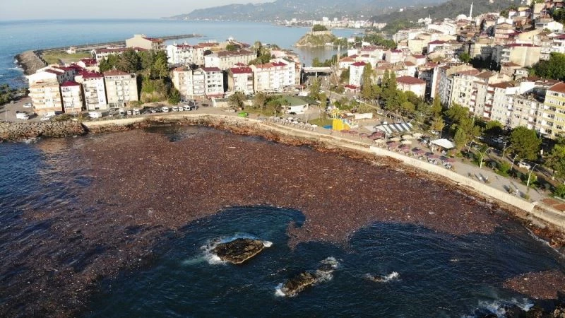Selin sürüklediği ağaçlar deniz yüzeyini kapladı

