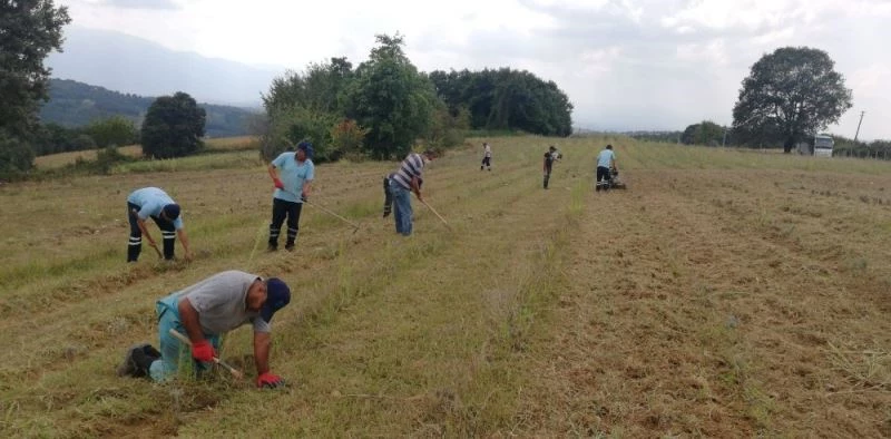 İzmit Belediyesi lavanta bahçesinin bakımını aksatmıyor
