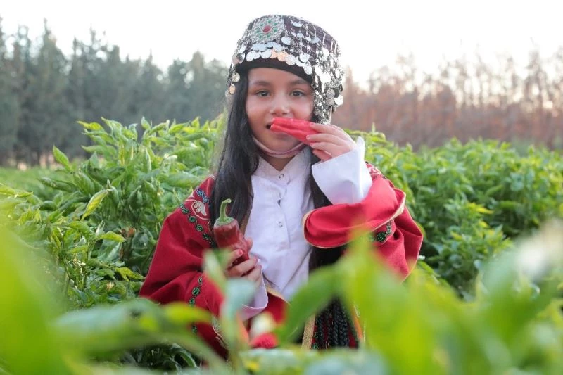 Şanlıurfa’da isot hasadı programı düzenlendi
