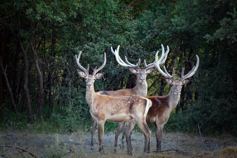 (Özel) İhaleyle ava çıkarılan 7 geyik mahkeme kararıyla kurtarıldı
