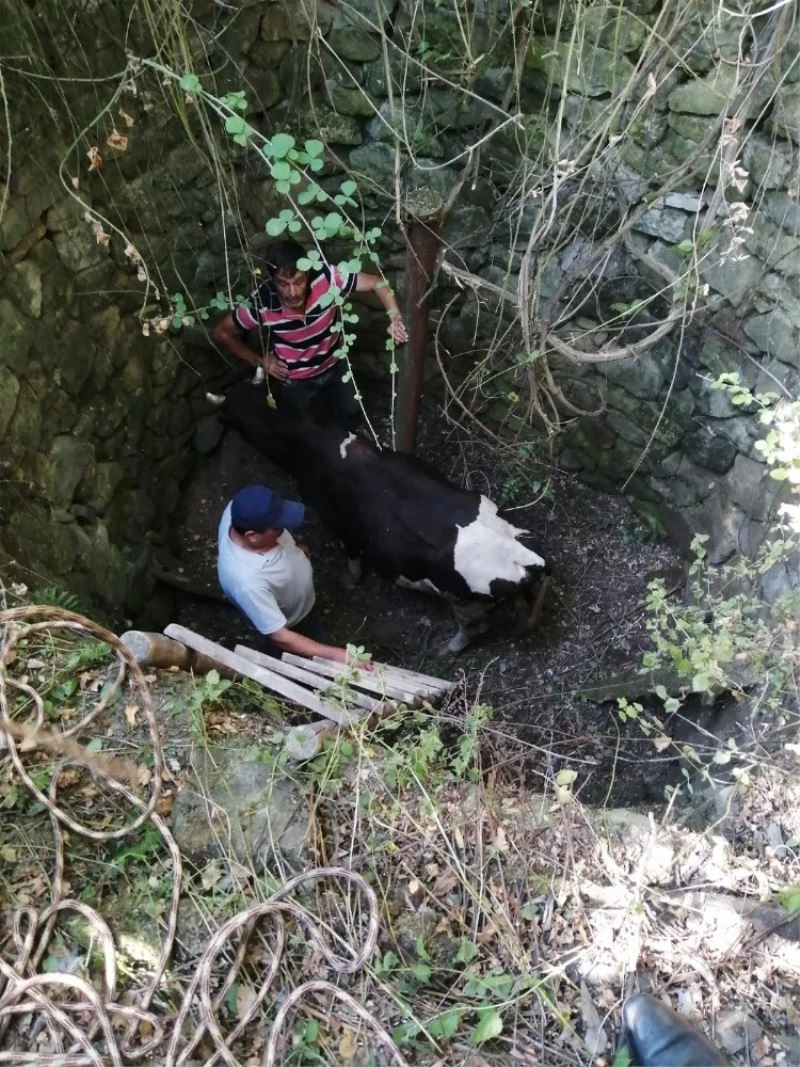 3 metre derinliğindeki kuyuya düşen danayı itfaiye ekipleri kurtardı
