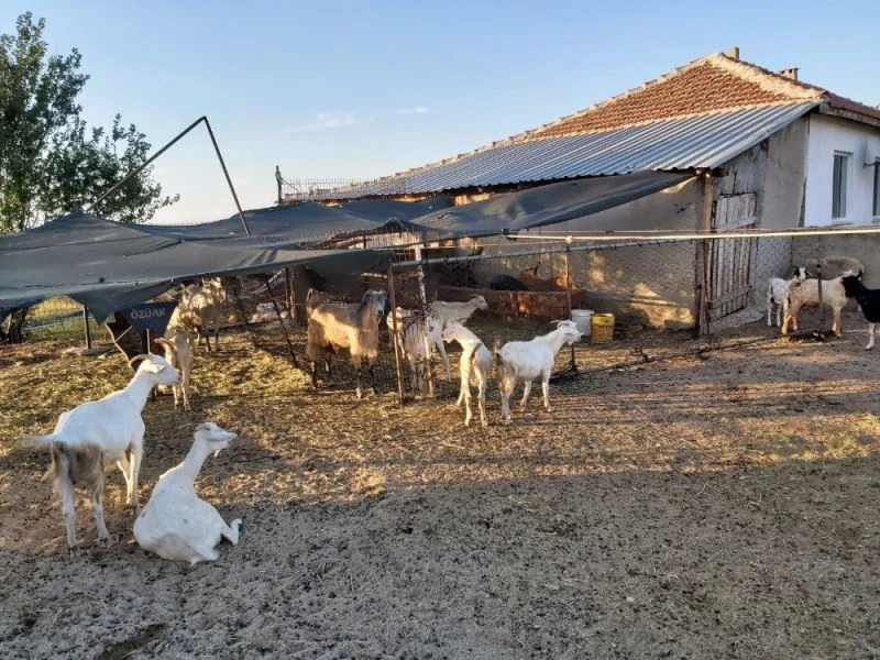 EFT dolandırıcılarının eline düşen keçiler 3 ilde dört el değiştirdi
