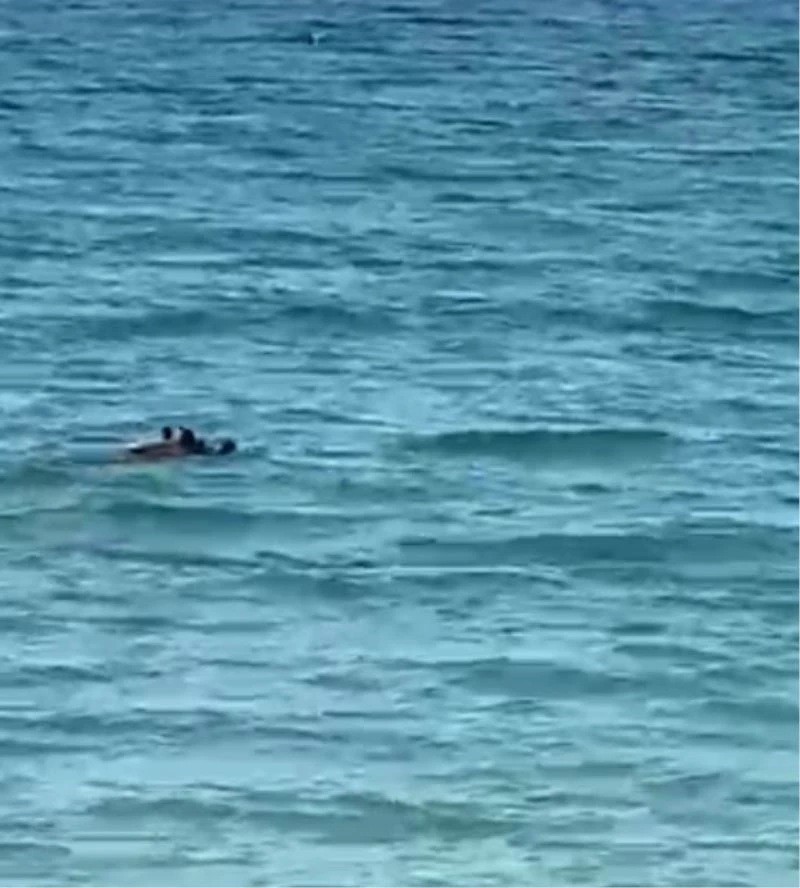 Sıcaktan bunalan domuzun deniz keyfi
