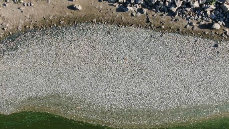 Bursa’da çevre felaketi büyüdü...Su iyice azaldı balık ölümleri katlandı
