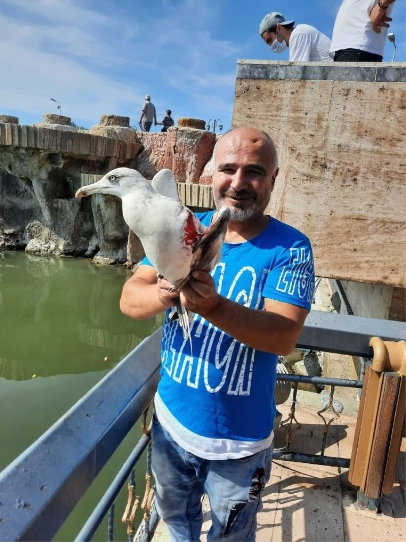 Yaralı martıyı tedavi ettirip doğaya bıraktı
