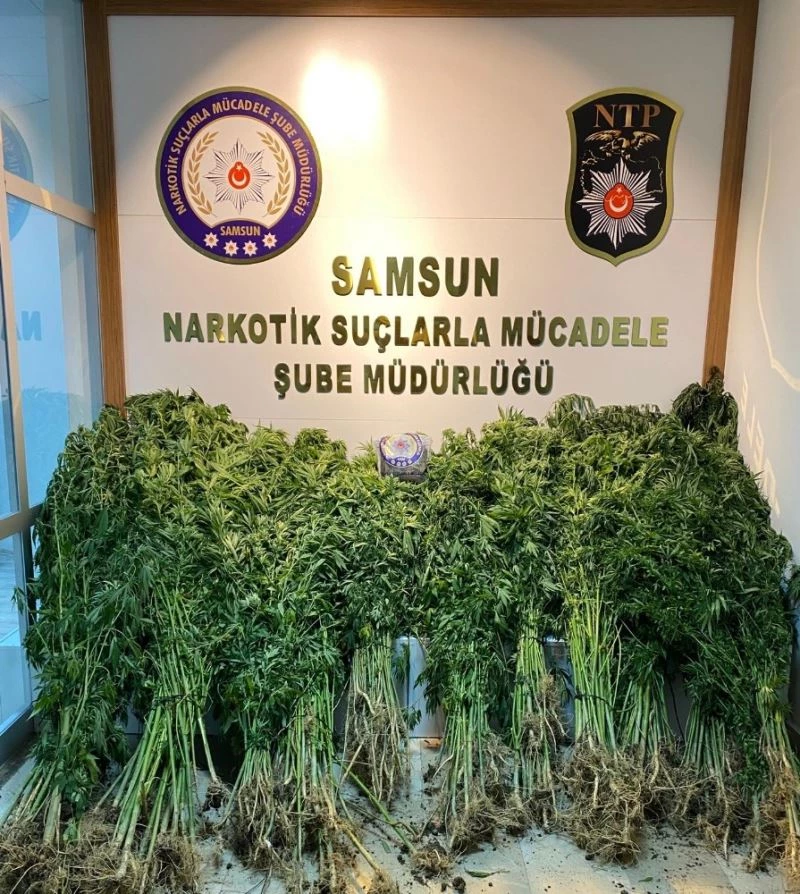 Bafra’da 562 kök kenevir ve 350 gram esrar ele geçirildi
