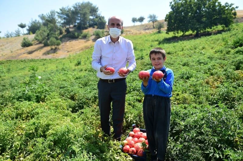 Bulanık domatesinin ünü Kahramanmaraş’ı aştı

