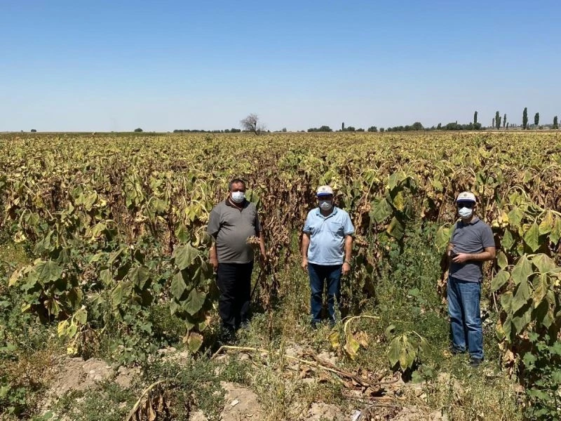 Aksaray’ın ayçiçeği araştırılacak
