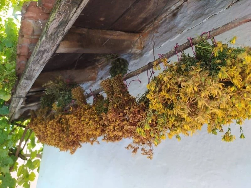 Köydeki yaşlıların fikirleri bilim adamlarına kaynak olacak
