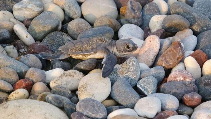 Kumsal temizliği yapanlara deniz kaplumbağası sürprizi
