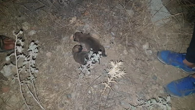 Çocukların duyarlı davranışı yavru köpekleri kurtardı
