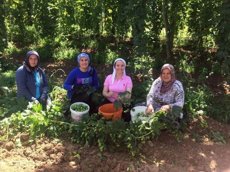 Kadın başkan şerbetçioğlu hasadında
