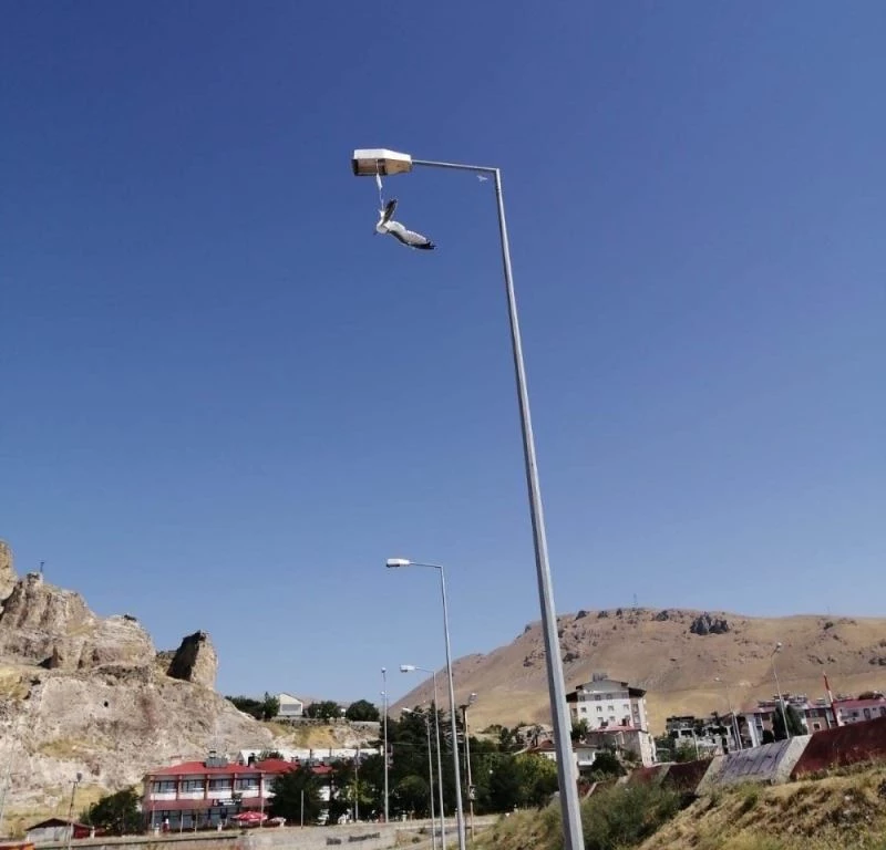 Bitlis’te yere atılan maske martının ayağına takılmasıyla konduğu direkte mahsur kaldı
