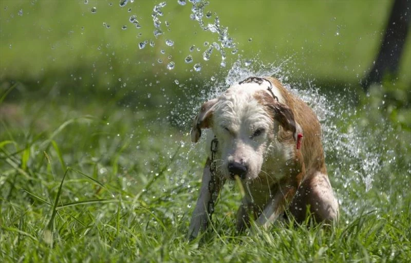 Sıcaklık stresine giren hayvanlara 