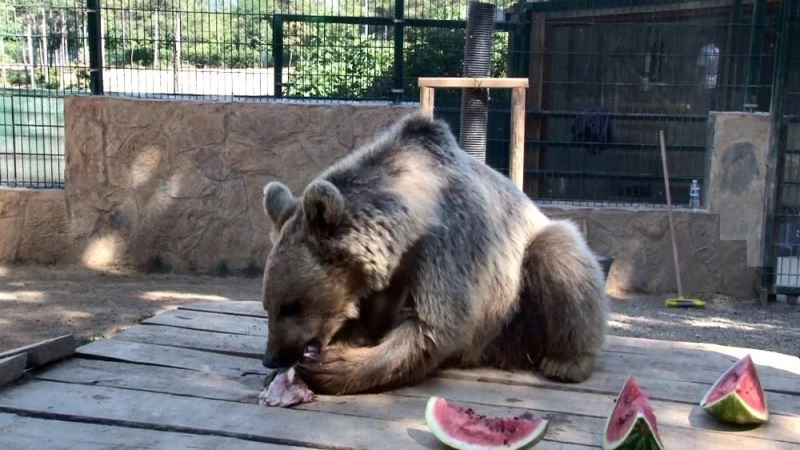 Ayı Silva havuzunda banyo yaptı, vatandaşlar ilgiyle izledi

