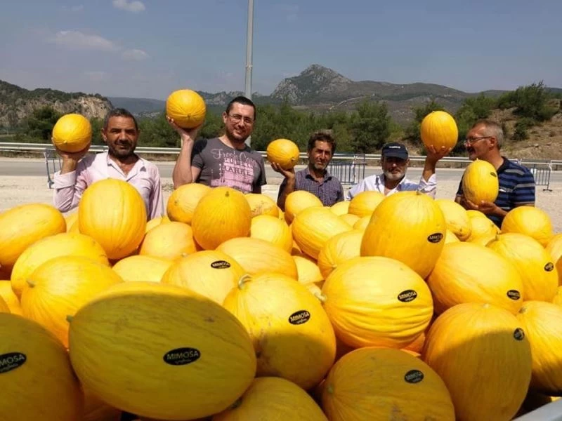 Osmaneli tarımda yaptığı yatırımlarının sonucunu alıyor
