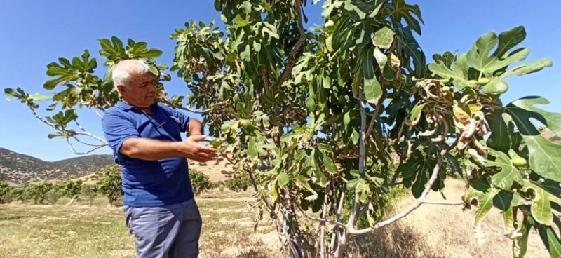 İncir sıcakları rekolteyi etkileyecek
