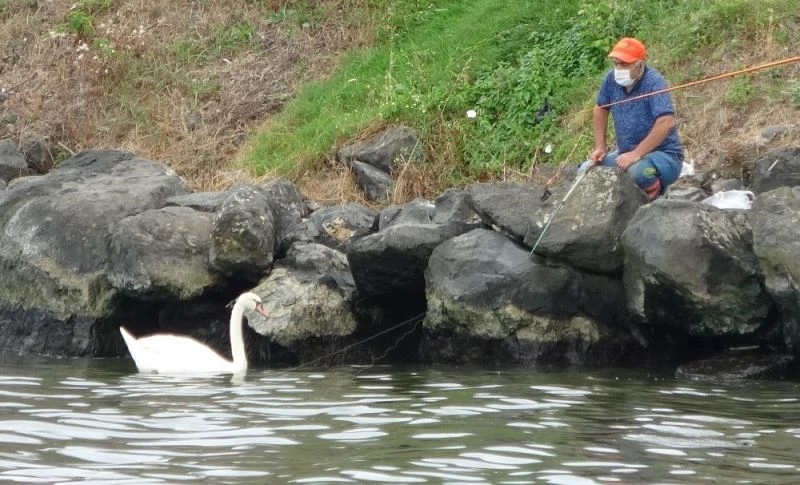 Kuğu ile balıkçıların dostluğu
