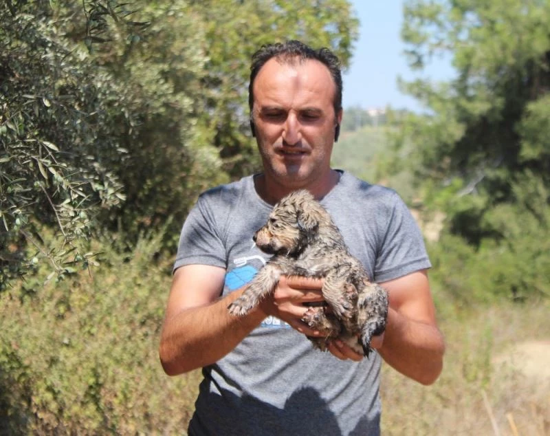 Kaplumbağalar yangında telef oldu, yavru köpekler kurtarıldı
