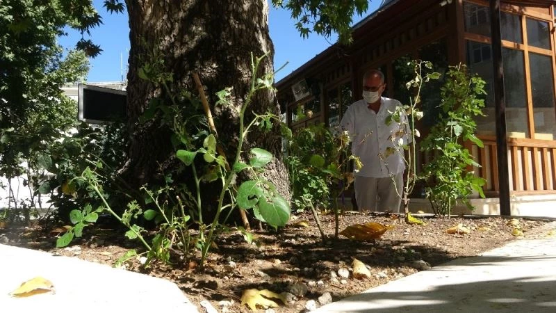 Sivas’ın ilk çınarı zamana meydan okuyor
