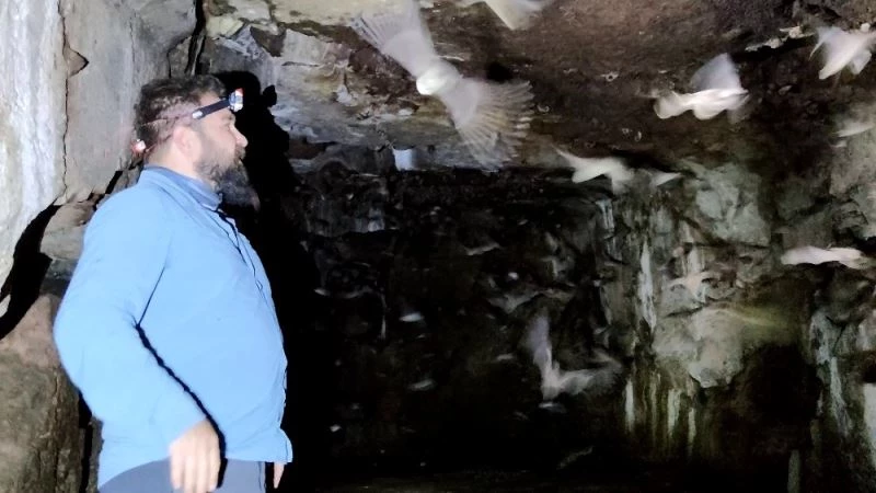 3 bin yıllık kaya mezarlarında yaşamlarını sürdüren yarasalar koruma altına alındı
