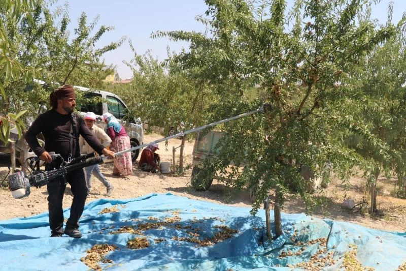 Devlet desteğiyle 45 dekara badem ekti, ilk hasada başladı
