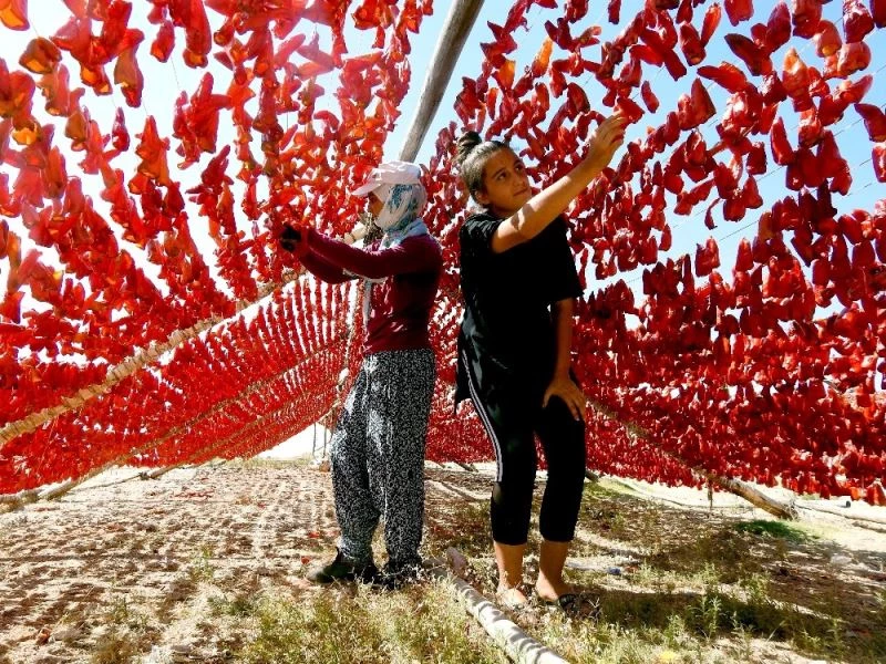 Son kurutmalıklar güneşe bırakılıyor
