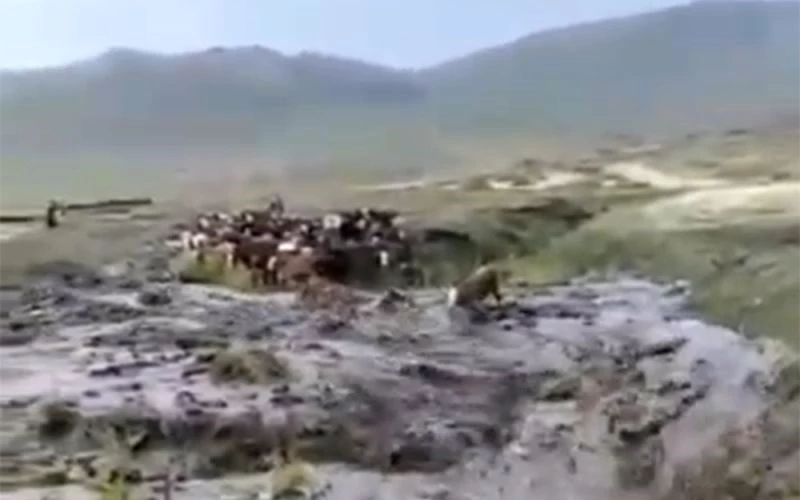 Sele kapılan dananın sürüklenme anı kameralara yansıdı
