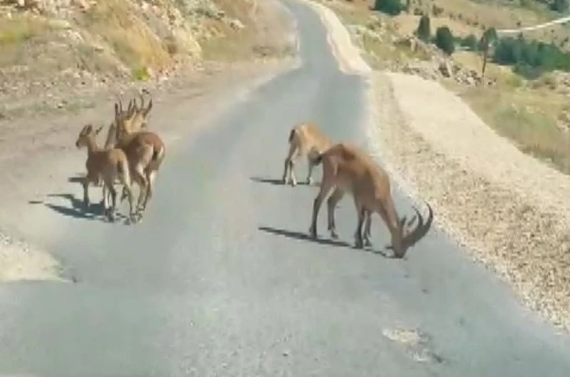 Tuz için yola inen dağ keçileri görüntülendi, yetkililer uyardı
