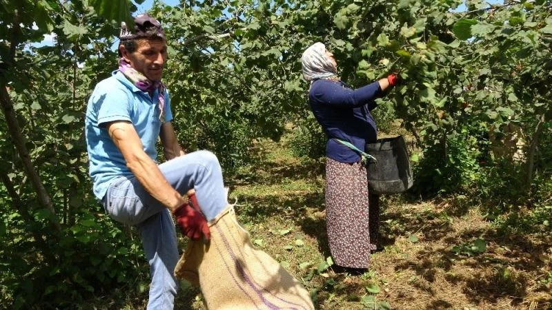 Üreticiler fiyattan memnun, fındık hasadı sevinçle yapılıyor
