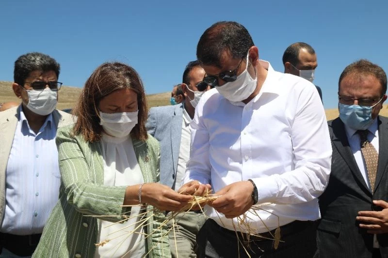 Dolu 10 bin dönümde ekili buğdayı ziyan etti
