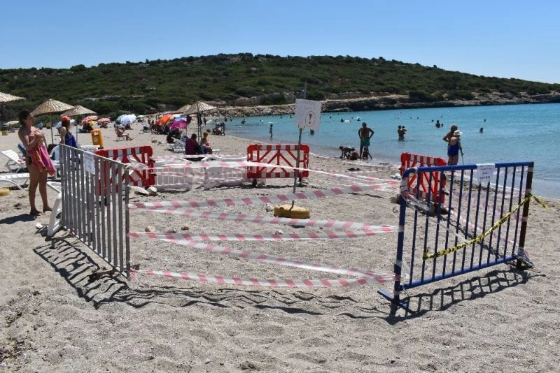 Caretta carettalar yumurtlamak için Urla’yı seçti
