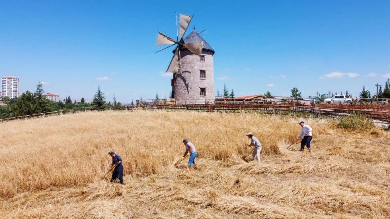 Altınköy’de hasat yapıldı
