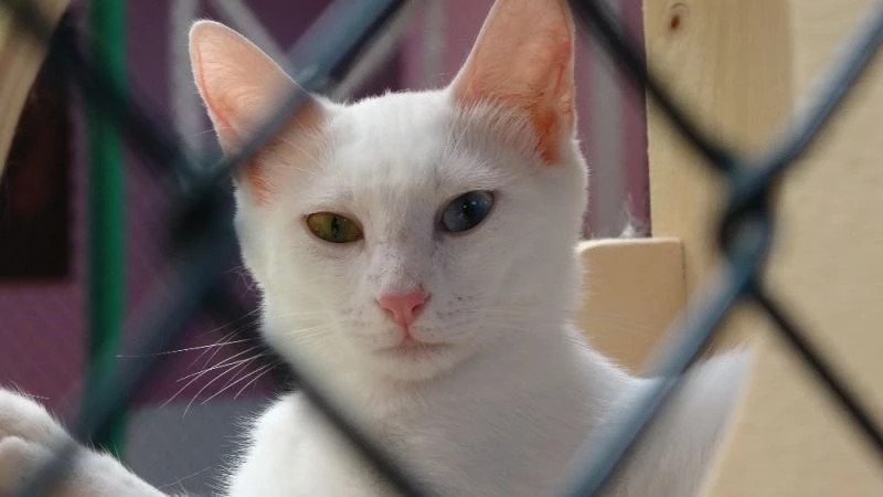 Van kedilerine sosyal mesafeli sevgi
