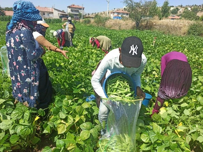 İlk hasadı yapılan fasulyenin satış fiyatı üreticisini memnun etmedi
