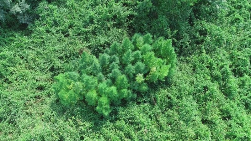 Amasya’da 538 kök Hint keneviri ele geçirildi

