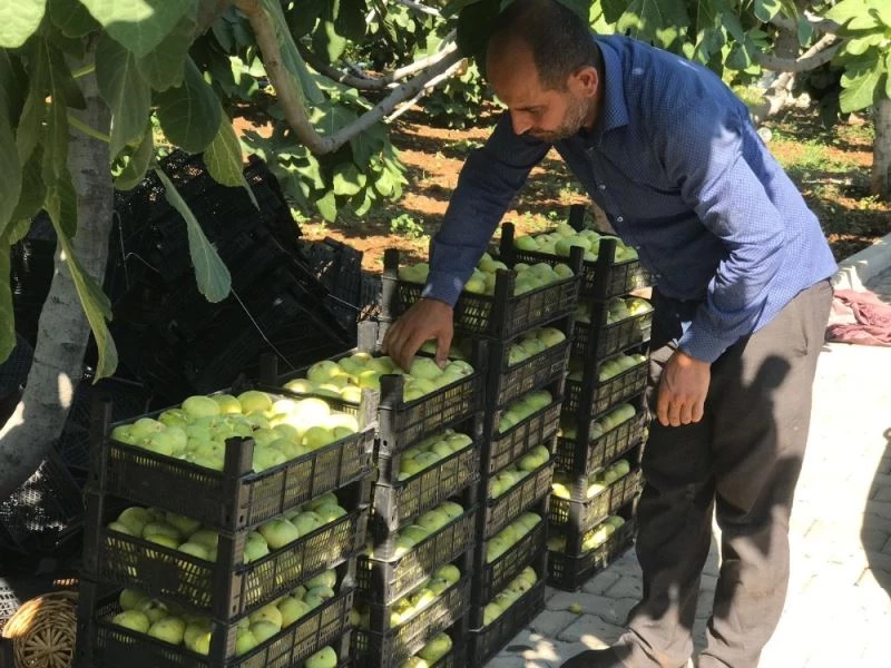 Abbas İnciri’nde hasat zamanı
