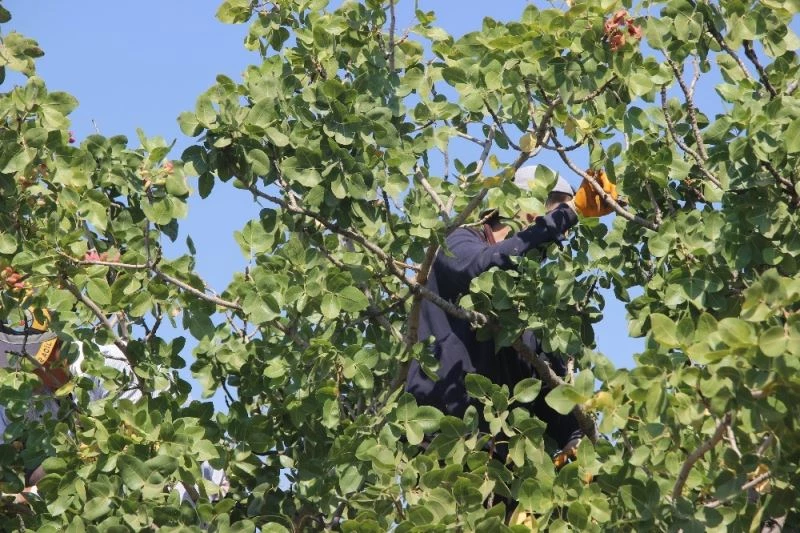 Kilis’te fiyatı altın ile yarışan boz fıstığın hasadı başladı
