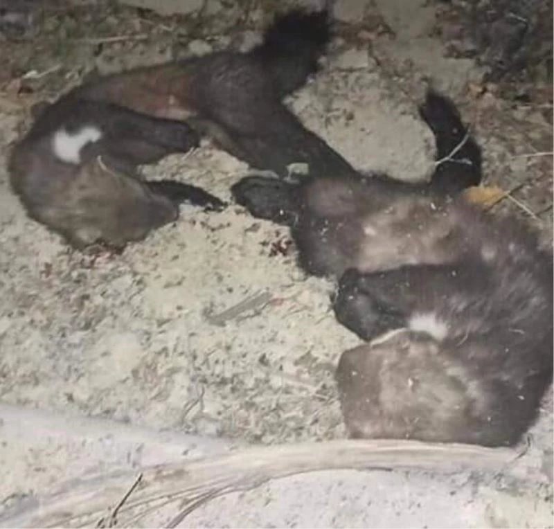 Sansar öldürüp fotoğrafını paylaştı, ceza yedi
