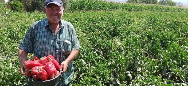 Salçalık kırmızı biber piyasada
