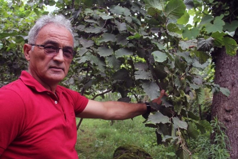 Fındık üreticisine emanete fındık verme uyarısı
