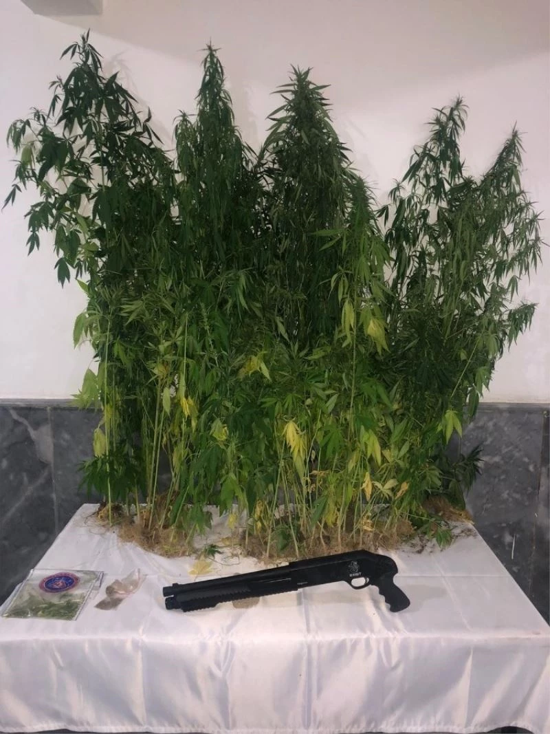 Kenevirler uyuşturucuya dönüştürülmeden yakalandı
