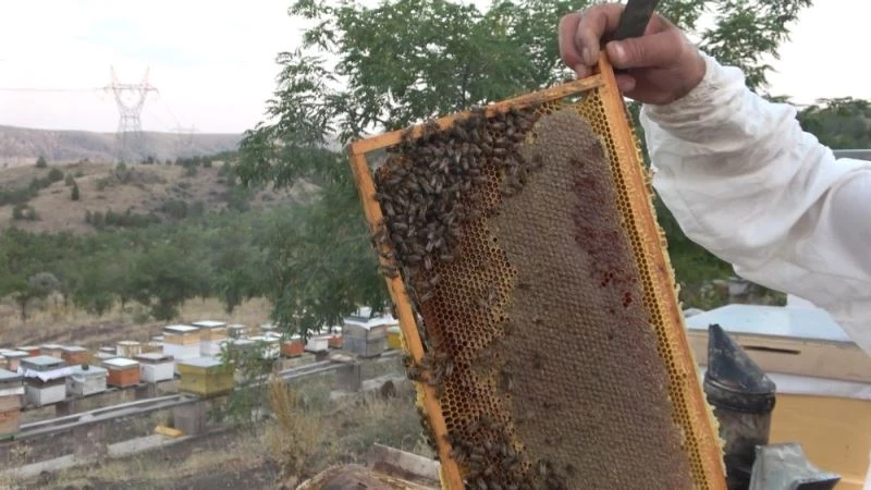 10 çeşit bitkiden elde edilen her derde deva balın kilosu 100 lira
