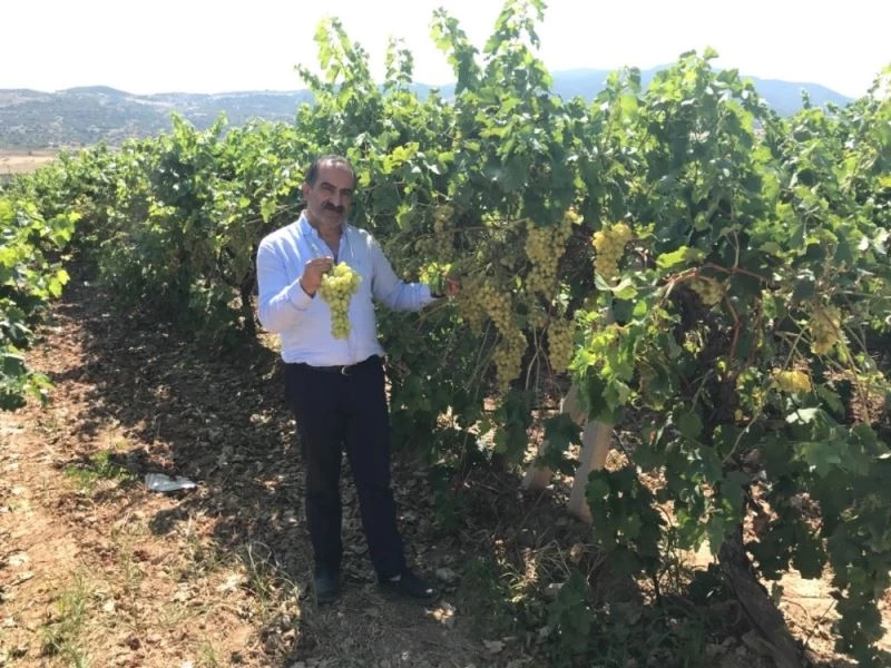 Sultanların gözdesi çekirdeksiz sultani üzüm, ihracat yolcusu
