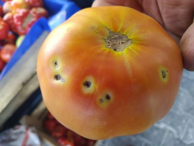 Çiftçi domates güvesi ile mücadele ediyor
