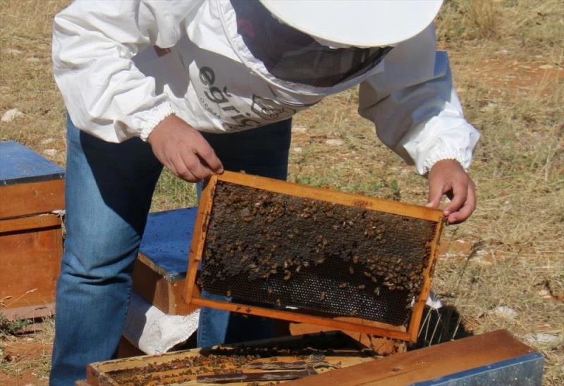 Ödüllü Eğriçayır balının hasadı yapıldı