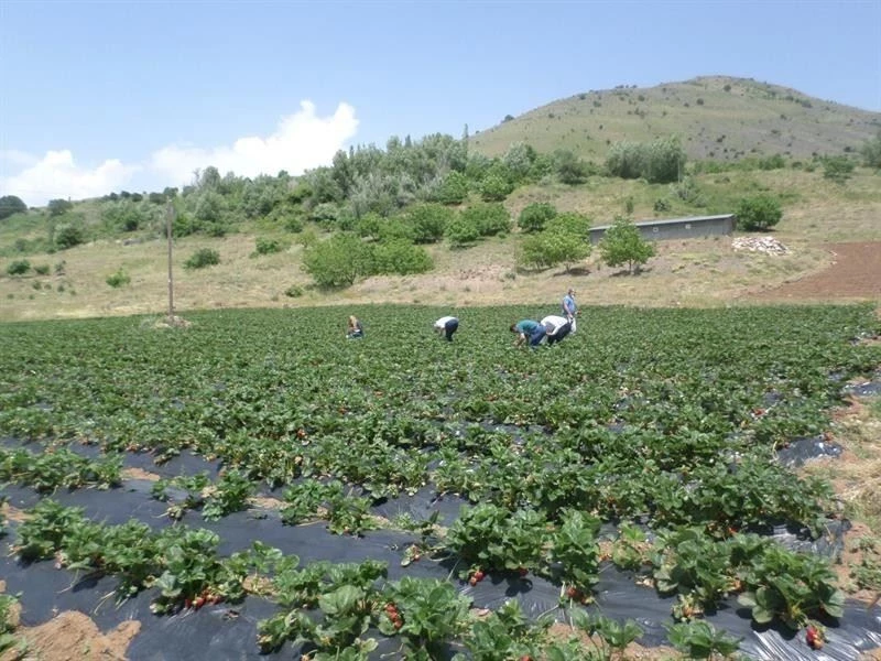 Kavurucu sıcakların Malatya’yı terk etmesi bekleniyor
