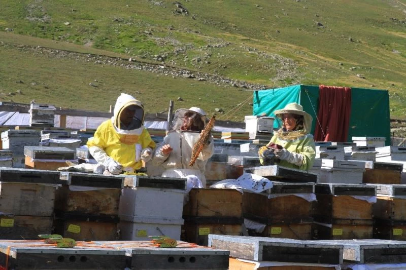 Dünyaca ünlü Anzer Balı üretimi tehdit altında
