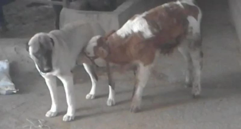 Danayı emziren kangal köpeği görenleri şaşırtıyor
