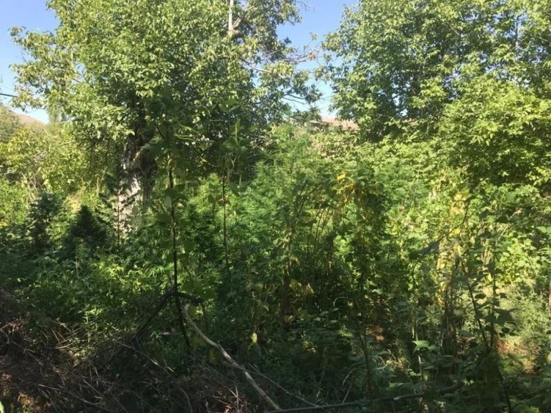 Ektiği hint kenevirlerini sularken suç üstü yakalandı
